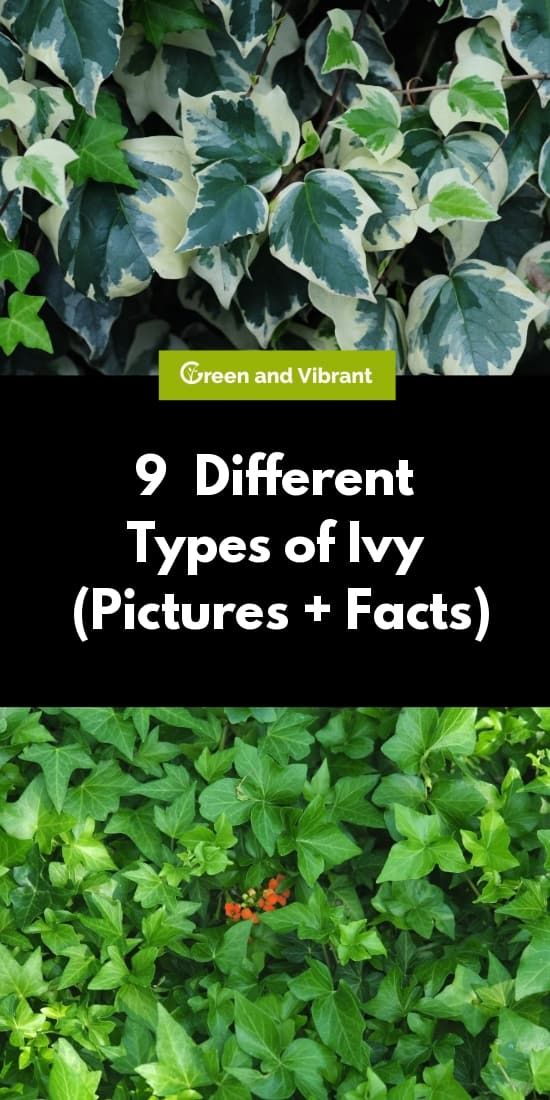 different types of ivy plants with text overlay that reads 9 different types of ivy pictures + fact