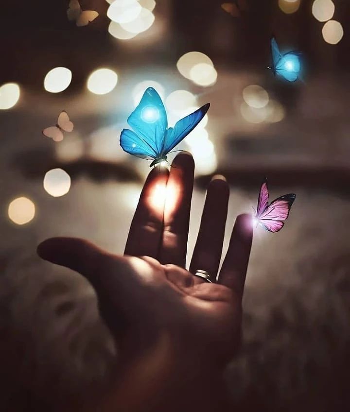 a person's hand holding two butterflies in front of the camera, with blurry lights behind them