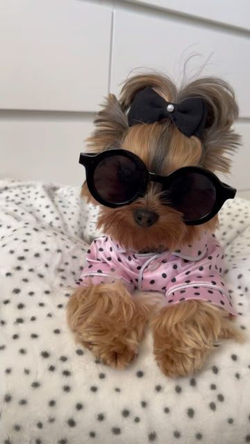 a small dog wearing sunglasses on top of a white bed covered in polka dot sheets