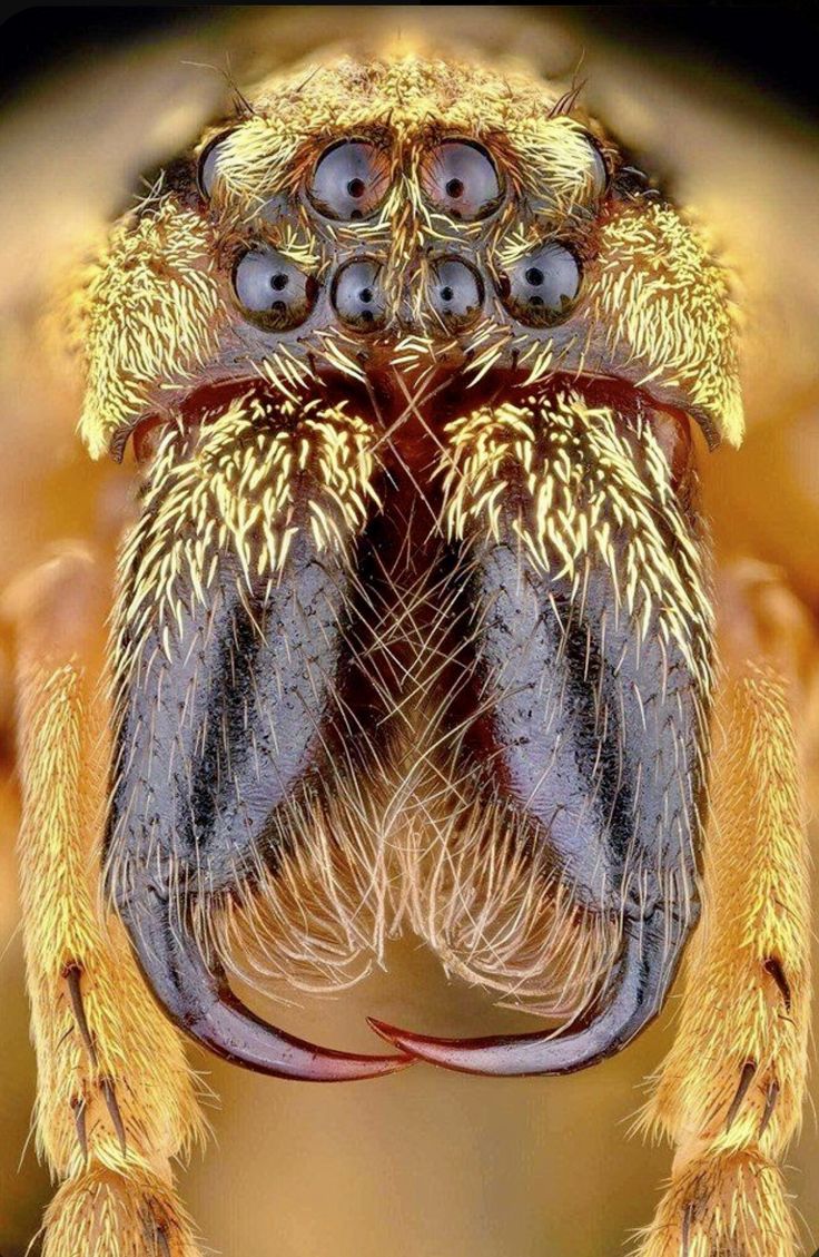 a close up view of the eyes and head of a jumping spider with long antennae