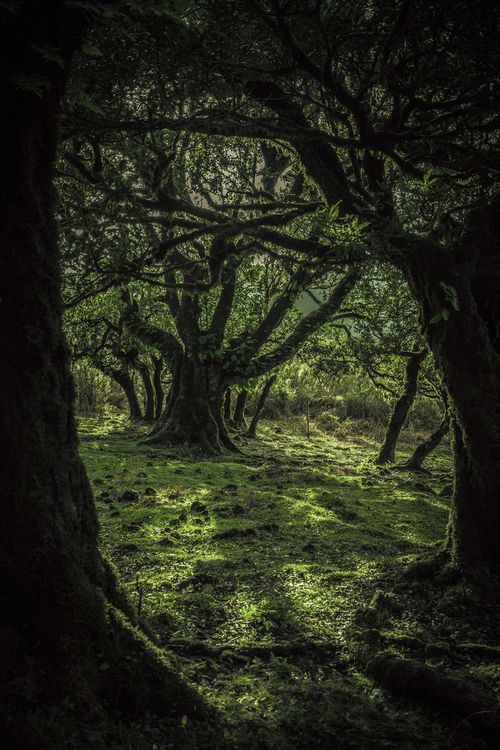 an image of trees that are in the woods with green grass and mossy ground