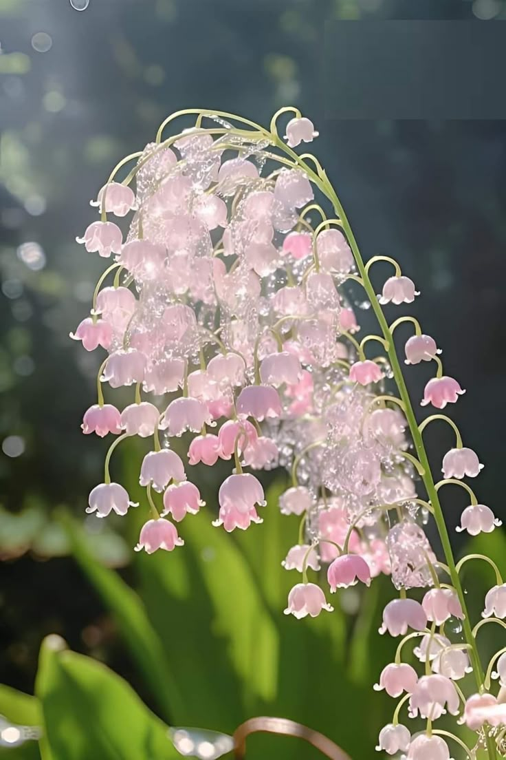 pink flowers with water droplets on them in the sunbeams and green leaves behind it