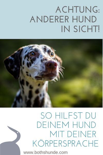 the front cover of a book with an image of a dalmatian dog