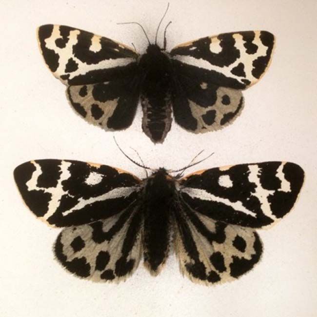 two black and white butterflies sitting next to each other