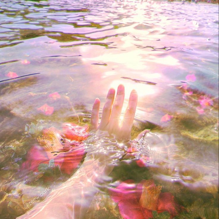 a person's hand in the water with pink flowers floating on it and sun shining through