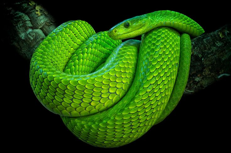 a green snake is curled up on a branch