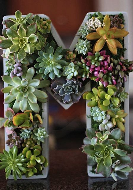 the letter m is made out of succulents