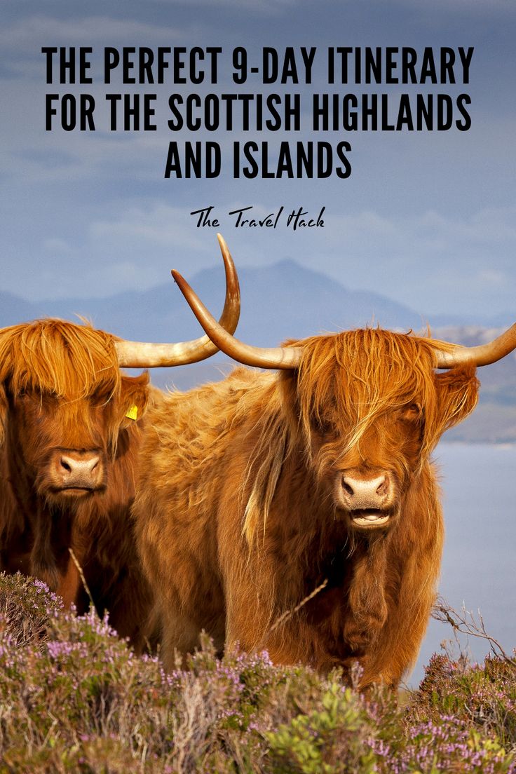 two brown cows with long horns are standing in the grass near some water and purple flowers