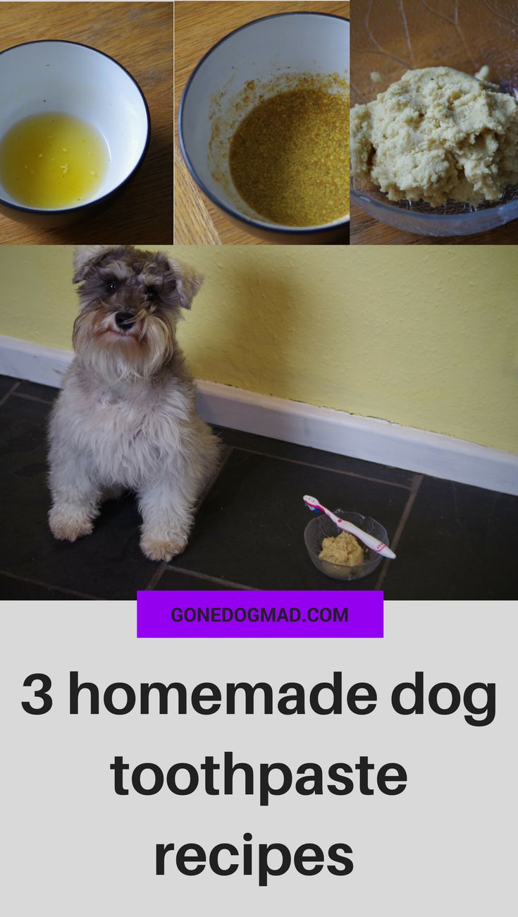 there is a dog sitting on the floor next to some food and milk in bowls