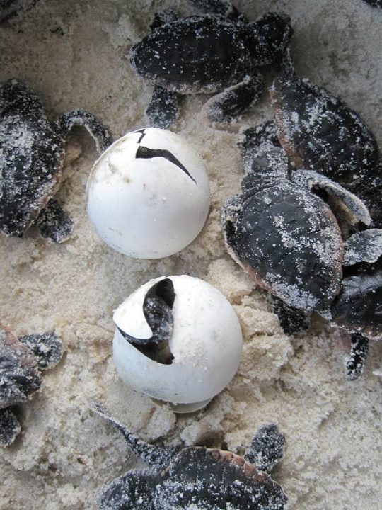 three baby sea turtles hatched in the sand