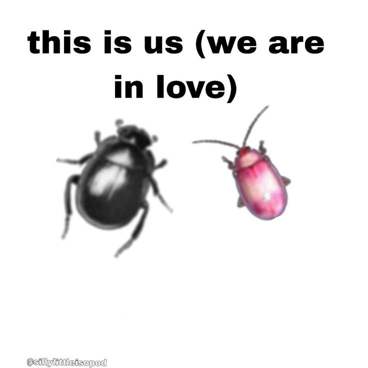 two bugs that are next to each other with the words, this is us we are in love