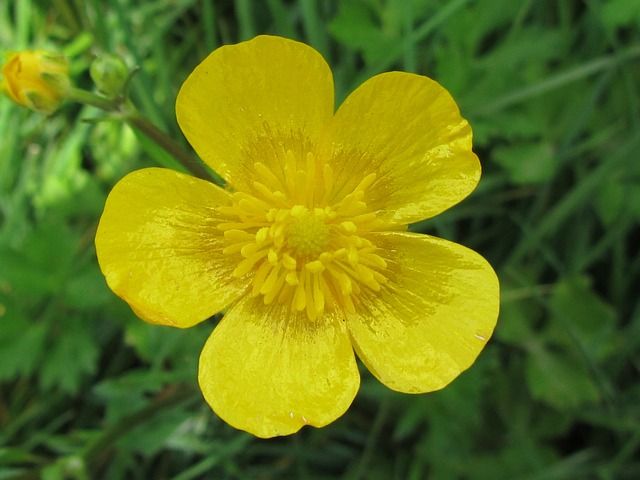 a yellow flower with green leaves in the background