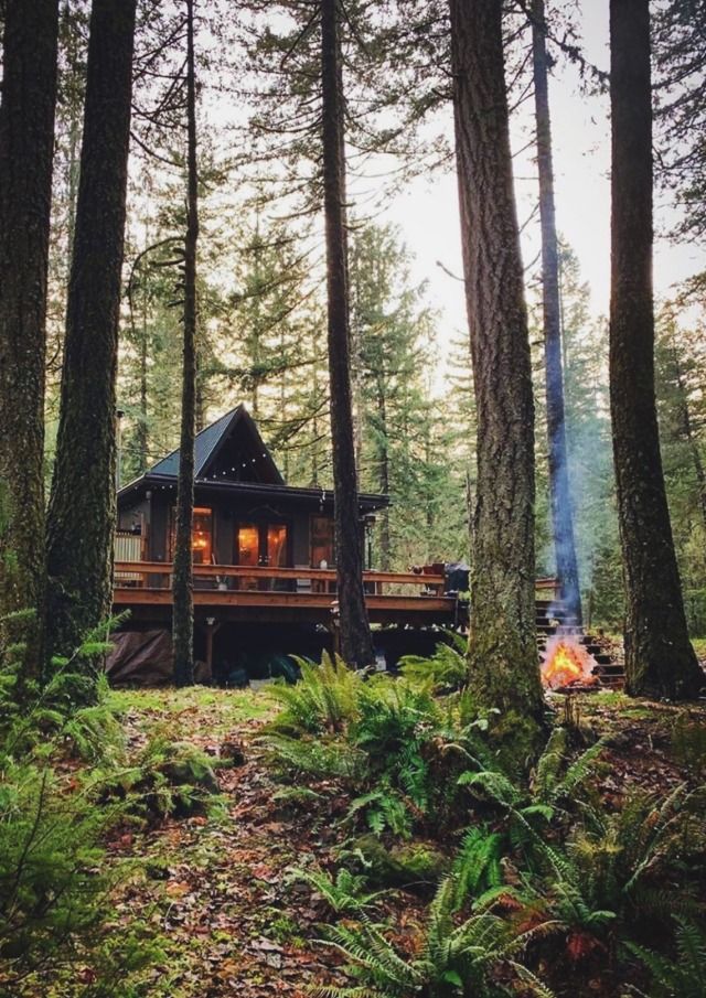 a cabin nestled in the woods surrounded by tall trees and ferns with a fire pit