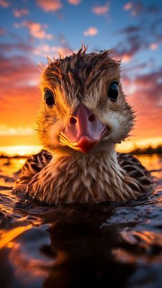 a close up of a duck in the water with a sunset behind it's head