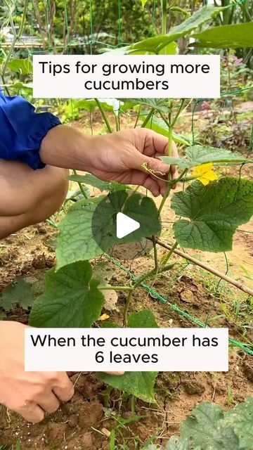 someone is picking up the leaves from a cucumber that has been planted in their garden