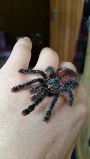 a person's hand is holding a large black and brown spider on its thumb