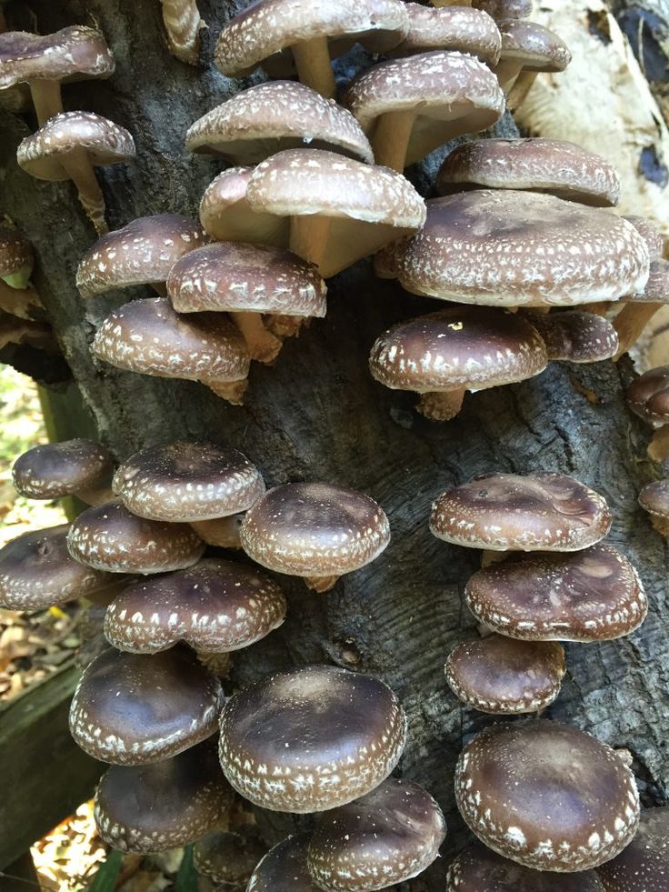 a group of mushrooms growing on the side of a tree