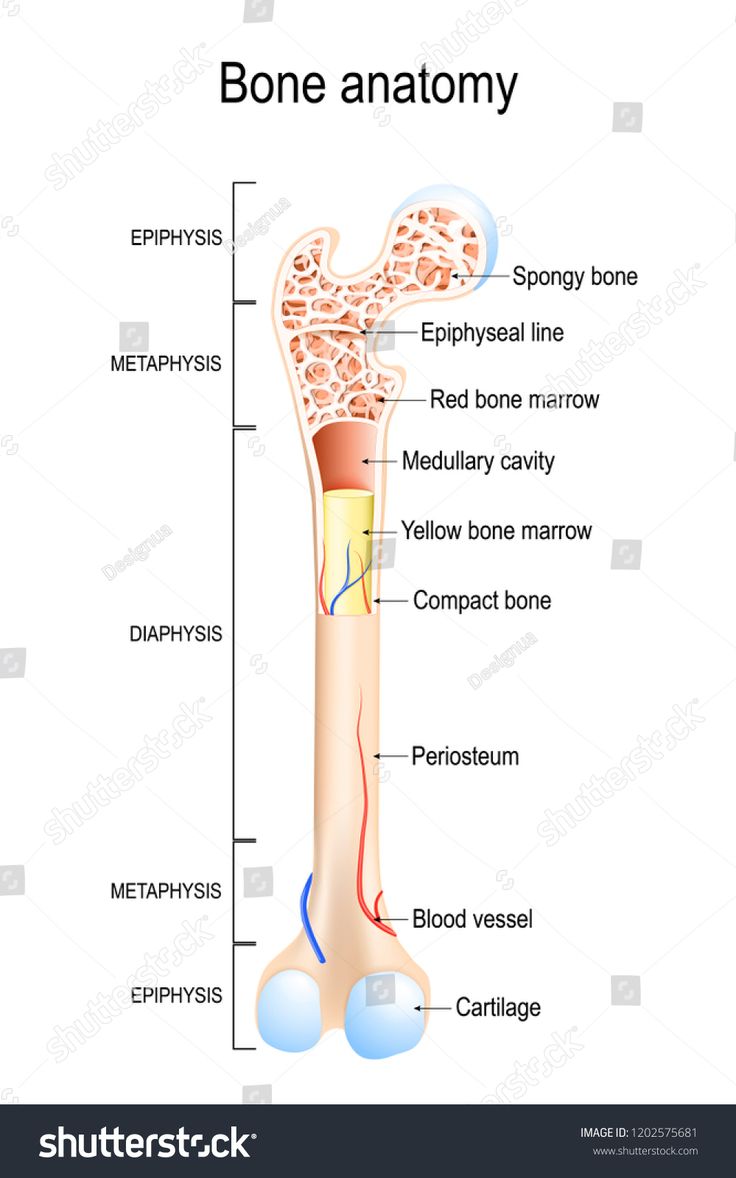 the structure of the bone anatomy