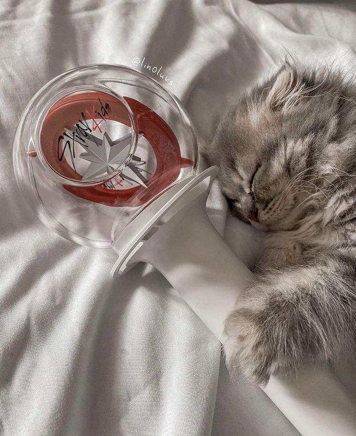 a cat sleeping on top of a white bed next to a plastic container filled with liquid