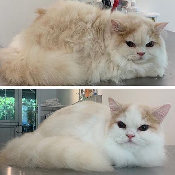 two pictures of a cat laying on top of a table next to each other, one is white and the other has long hair