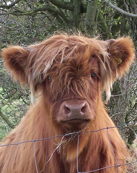 a brown cow standing next to a wire fence