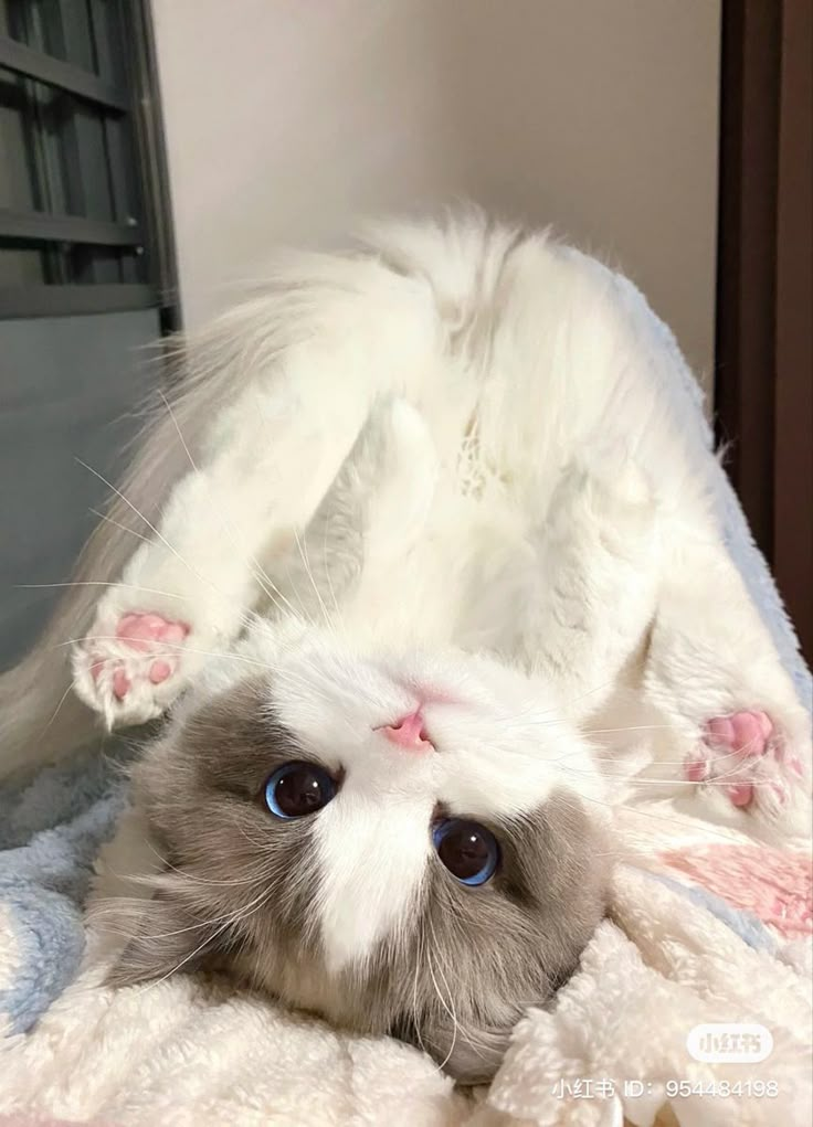 a white cat laying on top of a blanket