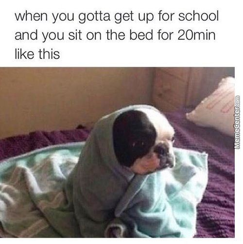 a dog wrapped in a blanket on top of a bed with the caption, when you got get up for school and you sit on the bed for 20 minutes like this