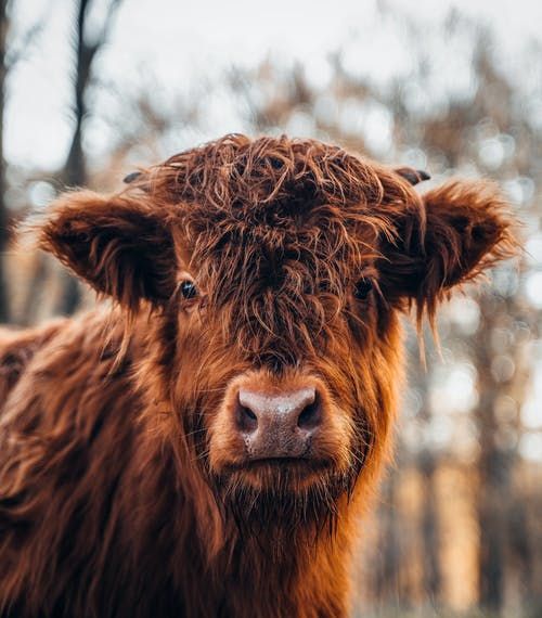 a brown cow with long hair standing in front of trees and looking at the camera