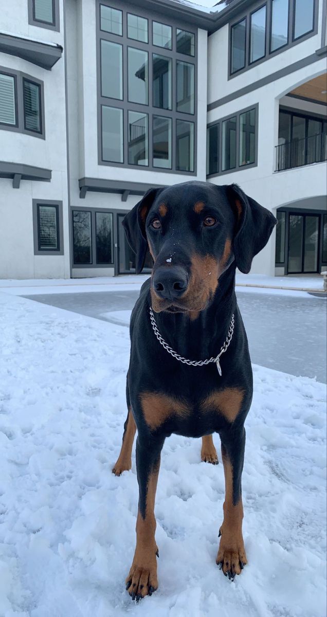 a black and brown dog standing in the snow near a large building with lots of windows