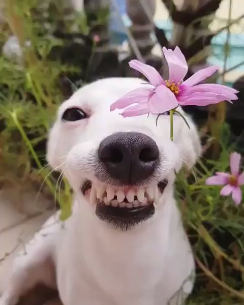 a white dog with a pink flower in its mouth sitting next to some purple flowers