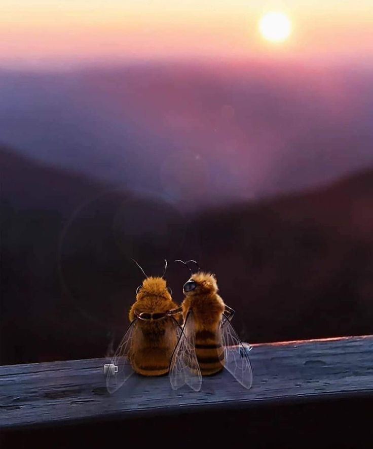 two bees sitting on top of a wooden table with the sun setting in the background