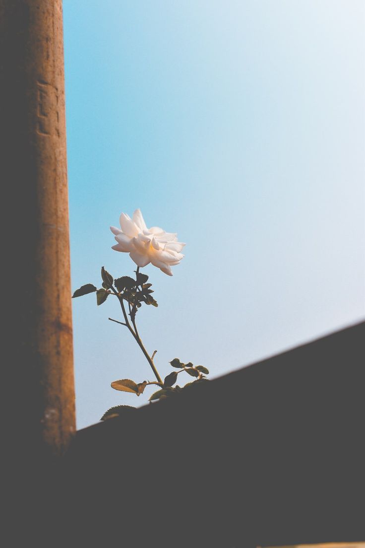 a single white flower sitting on top of a wooden pole next to a blue sky