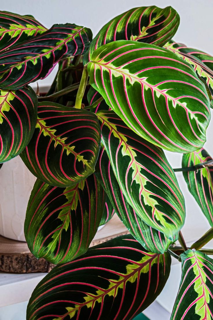 a close up of a plant with red and green leaves