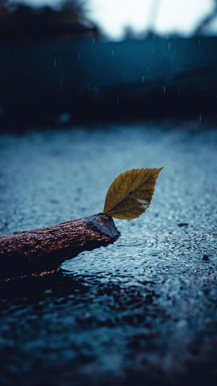 a leaf floating on top of a body of water with rain coming down in the background