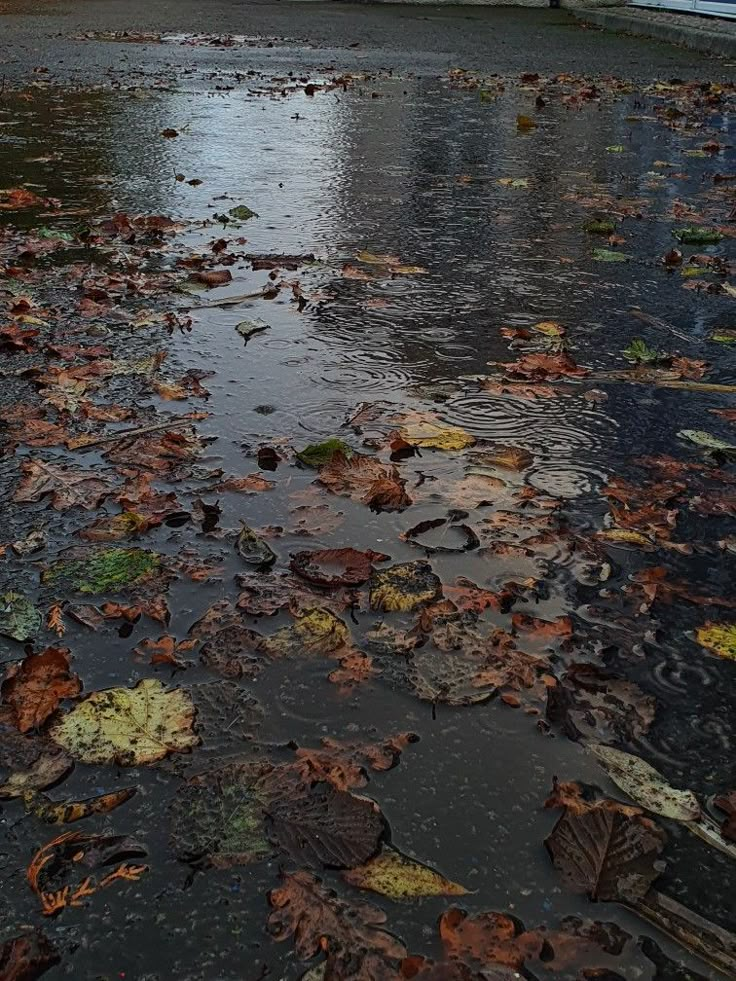 Leaves, rain, rain drops, puddle, aesthetic, autumn Fall Homescreen, Moody Autumn, Herbst Bucket List, Fall Mood Board, Autumn Rain, Shotting Photo, Dark Autumn, Season Of The Witch, Fall Feels