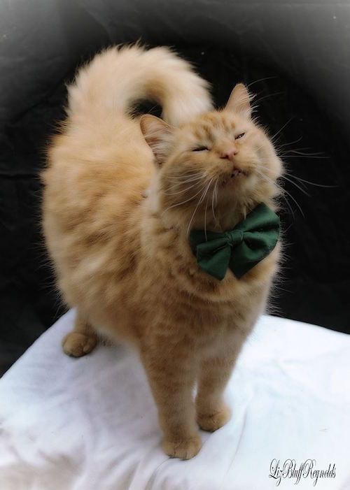 an orange cat with a green bow tie standing on top of a white cloth covered surface