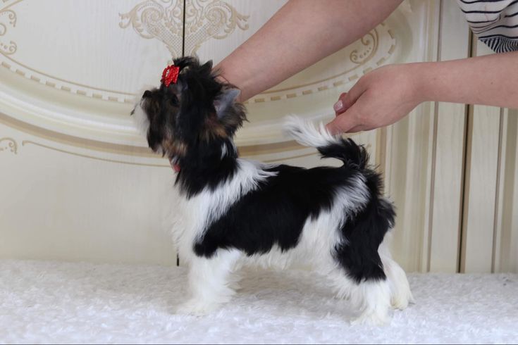 a small black and white dog standing on top of a bed next to a person