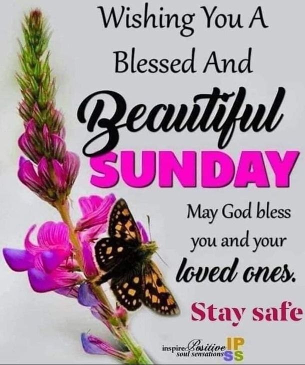 a butterfly sitting on top of a purple flower with the words, wishing you a blessed and beautiful sunday