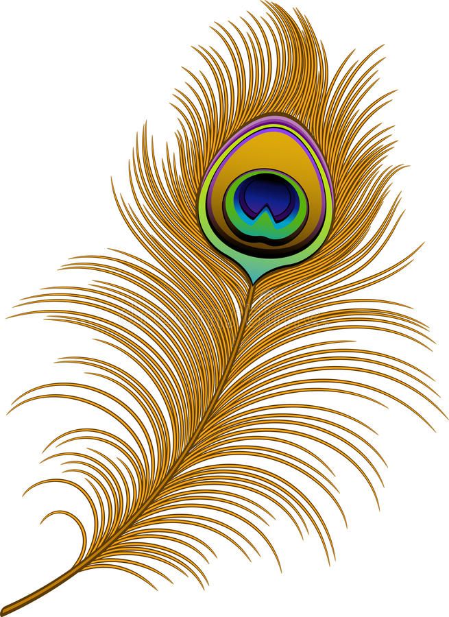 a colorful peacock feather on a white background