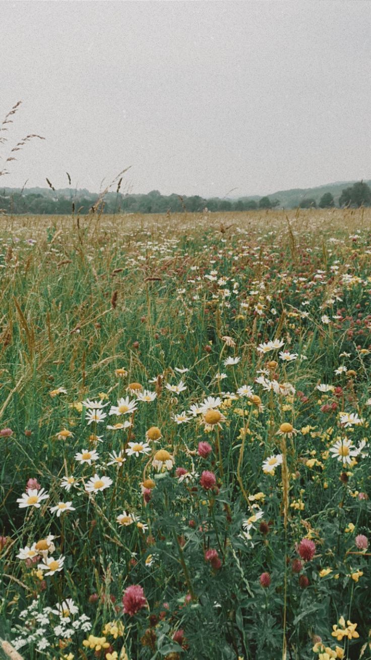 a field full of tall grass and wildflowers