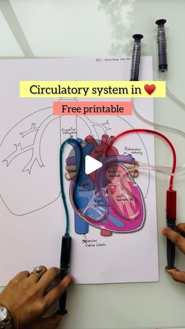 two hands are holding wires connected to a heart and the words cruciary system in front of them