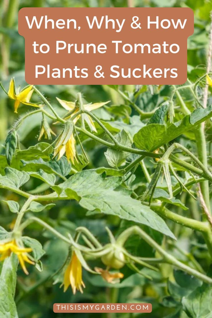 yellow flowers with the words when, why and how to prune tomato plants & suckers