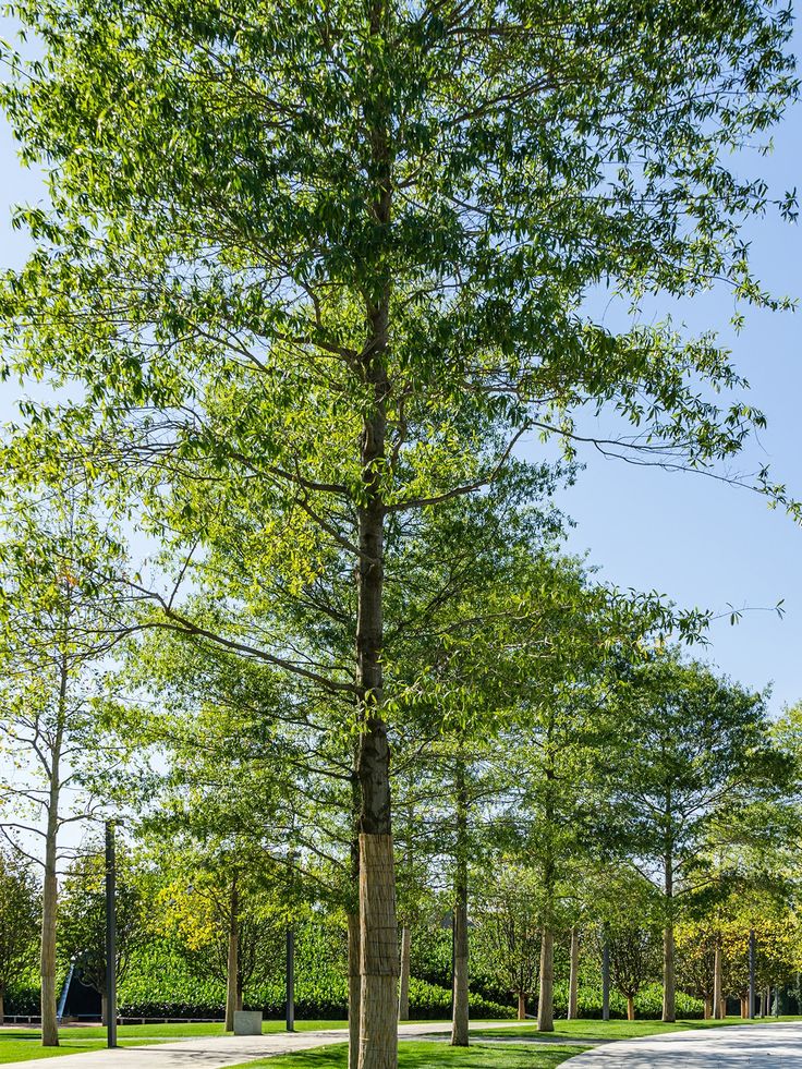 a park bench sitting next to a tall tree