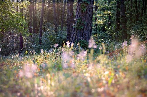 the sun shines through the trees and grass in this forest filled with wildflowers