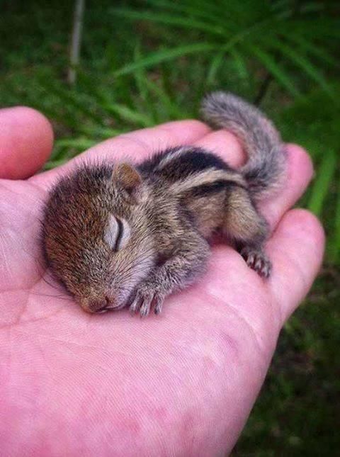 a hand holding a small animal in it's right hand, with the caption that reads