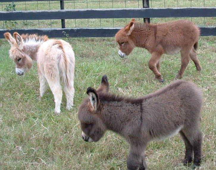 two small donkeys are standing in the grass near a fence and some other animals