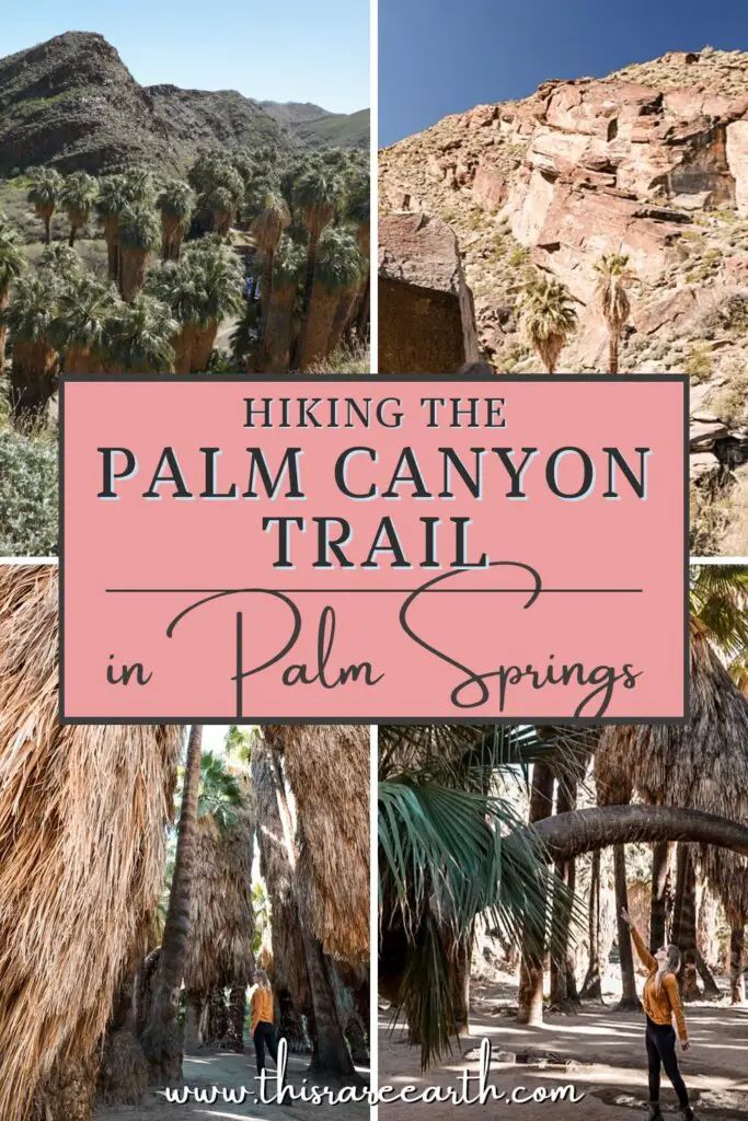 palm trees and mountains with text overlaying hiking the palm canyon trail in palm springs