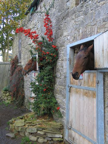 a horse sticking its head out the window of an old stone building with red flowers growing on it