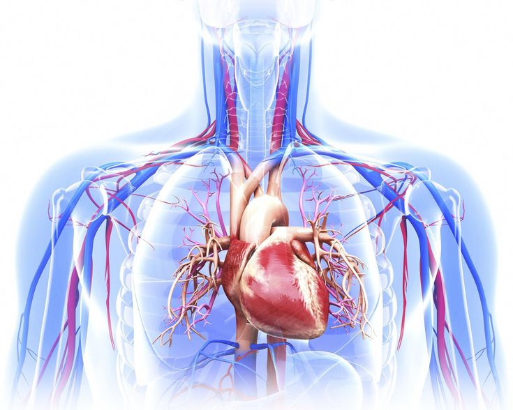 What Is the Heart? Learn how this fist-sized organ pumps blood through your body, how it works, its anatomy, what conditions affect it, and more. Heart Organ, Swimming Benefits, Heart Anatomy, Heart And Lungs, Cardiovascular System, Human Heart, Respiratory System, E Books, Blood Vessels