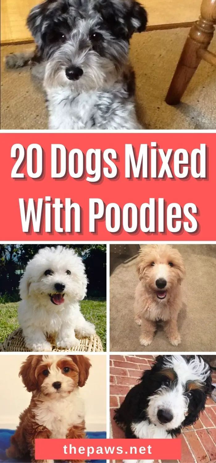 dogs mixed with poodles are featured in this collage